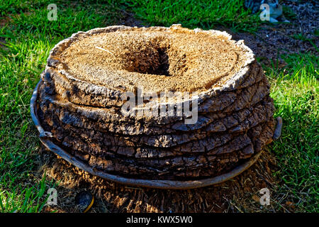 Tronc d'un palmier coupé avec un trou. Le trou est au milieu du tronc. l est une succursale enroulé autour du tronc de l'arbre. l'arbre Banque D'Images