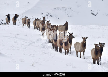 Un troupeau de wapitis sauvages ( Cervus canadensis), voyageant à travers la neige profonde près de Cadomin Alberta Canada Banque D'Images