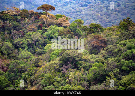 Vue panoramique dans la région de Horton Plains, Sri Lanka Banque D'Images