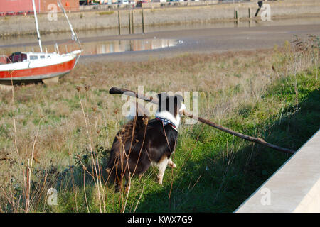 Un colley chien portant un très gros bâton long d'un estuaire de rivière. Banque D'Images