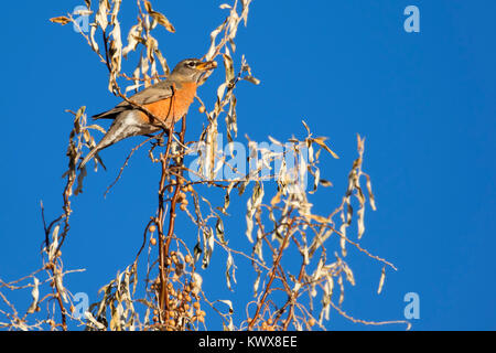 Le merle, Bernardo Wildlife Management Area, Nouveau Mexique Banque D'Images