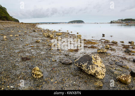 La marée basse dans l'Océan Atlantique révélant roches couvertes de barnicles sur les rives de l'Île Bar, en face d'un petit canal dans Bar Harbor. L'Acadie Banque D'Images