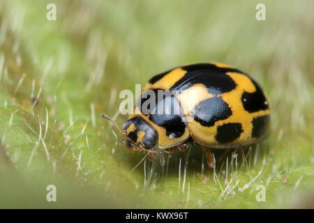 14-Spot Ladybird (Propylea quattuordecimpunctata) reposant sur une feuille de mûrier. Thurles, Tipperary, Ireland. Banque D'Images
