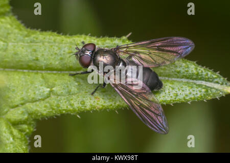 Femelle Hoverfly (Cheilosia albitarsis) avec les ailes ouvertes posé sur un chardon feuille. Thurles, Tipperary, Ireland. Banque D'Images