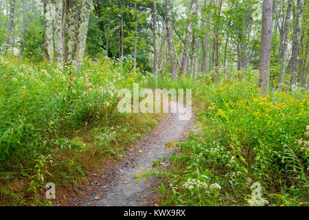 Le sentier de l'anse Otter serpentant à travers une forêt épaisse sur Mount Desert Island. L'Acadia National Park, Maine Banque D'Images