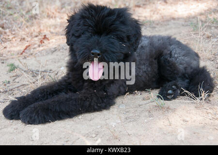 Bouvier Des Flandres Puppy Portrait Banque D'Images