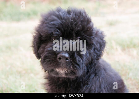 Bouvier Des Flandres Puppy Portrait Banque D'Images