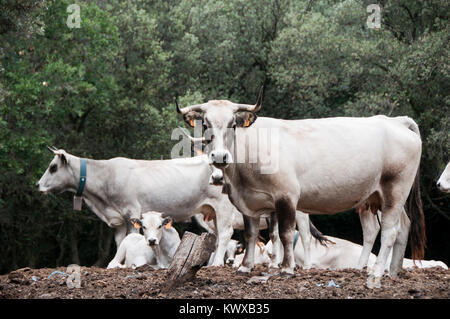 Portrait de bovins sauvages dans les Pyrénées françaises Banque D'Images