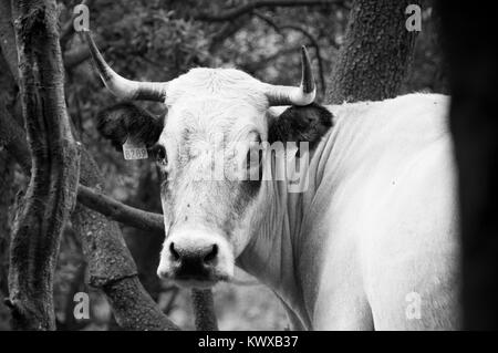 Portrait de bovins sauvages dans les Pyrénées françaises Banque D'Images