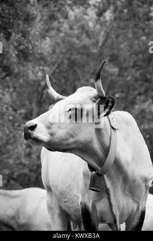 Portrait de bovins sauvages dans les Pyrénées françaises Banque D'Images