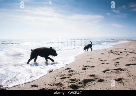 Bouvier Des Flandres et du Labrador chiens dans les vagues au bord de la mer Banque D'Images