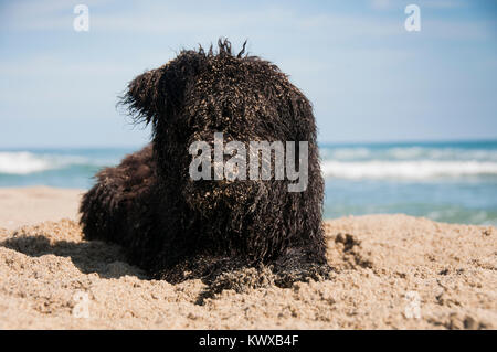 Un covred chiot Bouvier Des Flandres après avoir creusé dans le sable sur la plage Banque D'Images