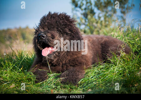 Portrait d'un Bouvier Des Flandres chiot fixant Banque D'Images