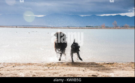 Chiens qui courent d'un lac, secouant d'eux-mêmes Banque D'Images