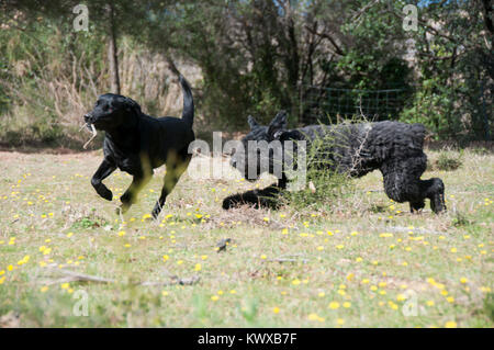 Un labrador et d'un bouvier des Flandres jouer Banque D'Images