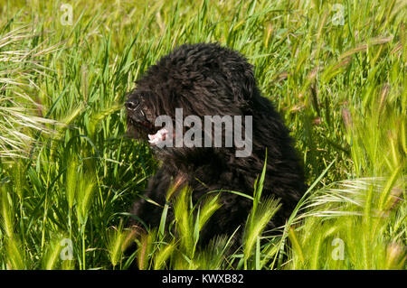 Bouvier Des Flandres Portrait dans un champ d'herbe Banque D'Images