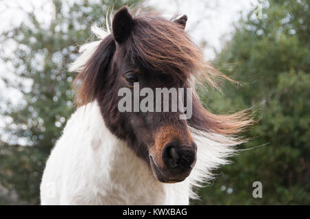 Poney Shetland en liberté dans le New Forest Banque D'Images