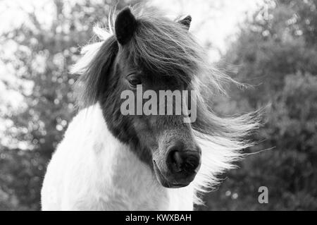 Poney Shetland en liberté dans le New Forest Banque D'Images