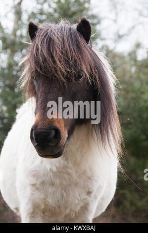 Poney Shetland en liberté dans le New Forest Banque D'Images