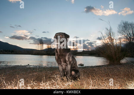 Labrador noir Portrait dans la soirée prises par le soleil couchant Banque D'Images