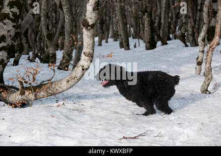 Bouvier Des Flandres fonctionnant en bois couvert de neige Banque D'Images