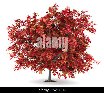 Japanese maple tree isolé sur fond blanc. 3d illustration Banque D'Images