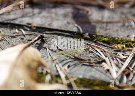 Close-up/macro photo de feuilles de chêne et d'aiguilles de pins sur terrasse en brique en ruine ; ancienne ferme, l'Acadia National Park, Maine. Banque D'Images