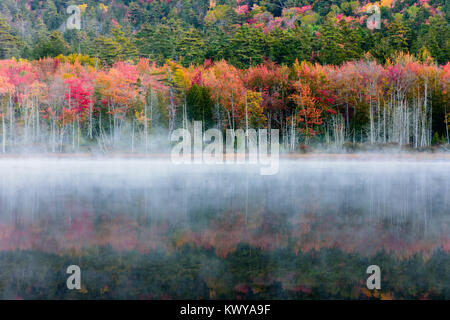 La région de Hadlock étang avec feuillage automne brouillard le matin et dans l'Acadia National Park. Banque D'Images