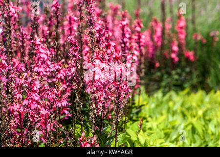 Pink Lobelia speciosa 'Fan' de saumon Banque D'Images