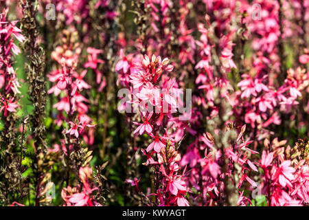 Lobelia speciosa 'Fan' de saumon Banque D'Images