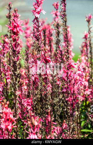 Pink Lobelia speciosa 'Fan' de saumon Banque D'Images