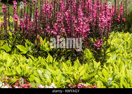 Pink Lobelia speciosa 'Fan Salmon' plantes de litière de jardin, Ipomoea batatas Banque D'Images