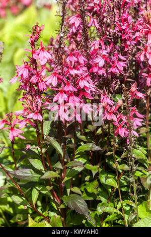 Lobelia speciosa 'Fan' Saumon bed Banque D'Images