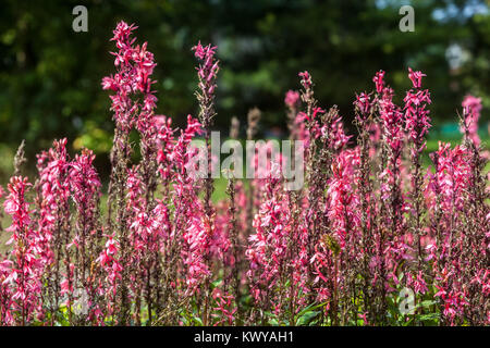 Lobelia speciosa 'Fan' de saumon Banque D'Images