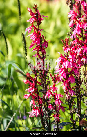 Lobelia speciosa 'Fan' de saumon Banque D'Images