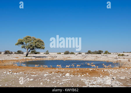 Le Springbok (Antidorcas marsupialis) antilopes de boire à un point d'Etosha National Park, Namibie Banque D'Images