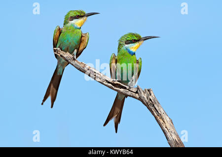 Swallow-tailed bee-eater (Merops hirundineus) perché sur une branche, Afrique du Sud Banque D'Images