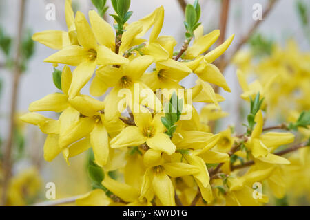 Fleurs de Forsythia, qui est un genre de plantes à fleurs de la famille Oleaceae. Banque D'Images