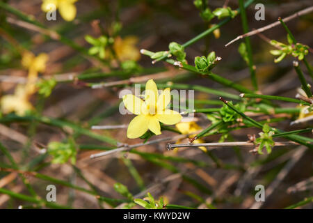 Le Jasmin d'hiver (Jasminum nudiflorum Lindl.). Il est originaire de Chine et est planté à des fins ornementales dans le sud de la Chine centrale. Banque D'Images