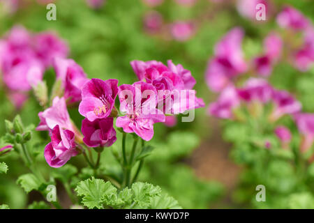 Pelargonium inquinans, communément connu sous le nom de géranium, est un genre de plantes de la famille des Géraniacées. Banque D'Images