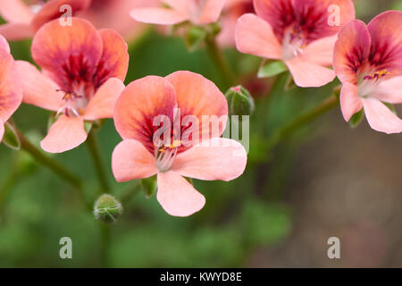 Pelargonium inquinans, communément connu sous le nom de géranium, est un genre de plantes de la famille des Géraniacées. Banque D'Images