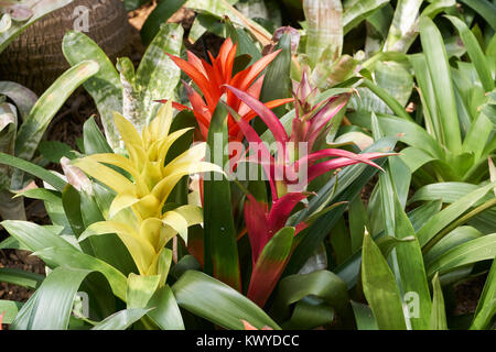 Guzmania insignis. Guzmania est un genre de plus de 120 espèces de plantes à fleurs de la famille des broméliacées. Banque D'Images