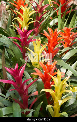 Guzmania insignis. Guzmania est un genre de plus de 120 espèces de plantes à fleurs de la famille des broméliacées. Banque D'Images