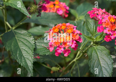 Lantana camara. C'est une espèce de plantes de la famille de verveine. Et il est également connu sous le nom de big-sage, wild-sage, rouge-blanc, sage-sage ou tickber Banque D'Images