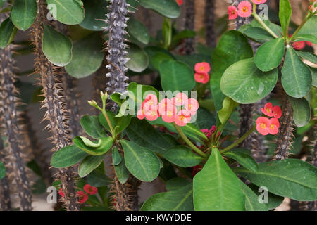 Euphorbia milii (également connu sous le nom de la couronne d'épines, le Christ ou le Christ de l'usine thorn). une plante de la famille de l'euphorbe ésule. Euphorbiaciae Banque D'Images