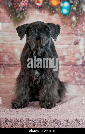 Schnauzer Mini portrait Banque D'Images