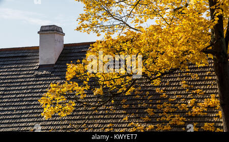 Arbre aux feuilles jaunes au-dessus d'un toit en bois dans la région de soleil d'automne Banque D'Images