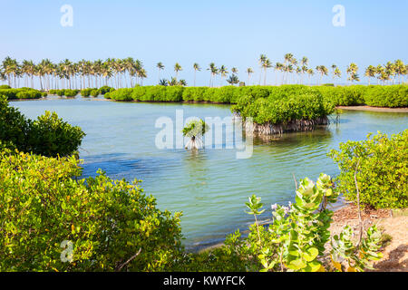 Les mangroves à la plage de Kalpitiya au Sri Lanka. Mangrove est un arbuste ou petit arbre qui pousse dans les régions côtières de l'eau salée ou saumâtre. Banque D'Images