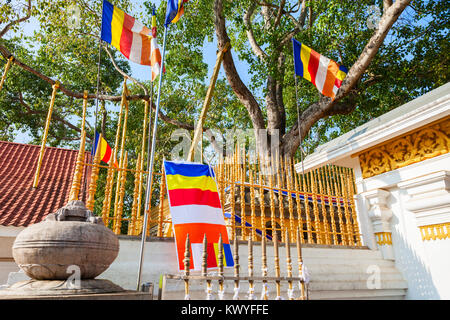 Jaya Sri Maha Bodhi un figuier sacré dans le Mahamewna Gardens, Anuradhapura, Sri Lanka. Banque D'Images