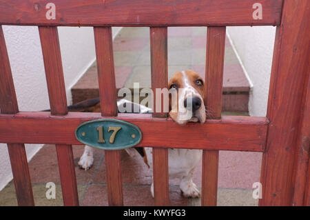 Basset Hound à la porte. Banque D'Images